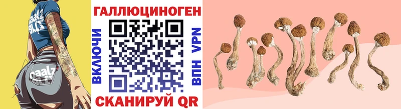 сколько стоит  Изобильный  Псилоцибиновые грибы Magic Shrooms 