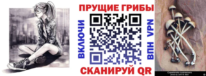 Псилоцибиновые грибы GOLDEN TEACHER Изобильный